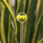 Aérateur à plante en verre - 33