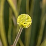 Aérateur à plante en verre - 33