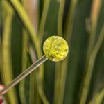 Aérateur à plante en verre - 33