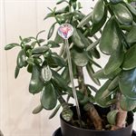 Aérateur à plante en verre - 37